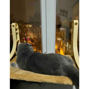 جای خواب آویزی شیشه گربه 